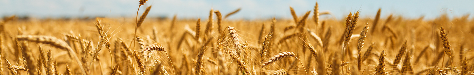 Детские безмолочные каши NESTL&Eacute;<sup class=