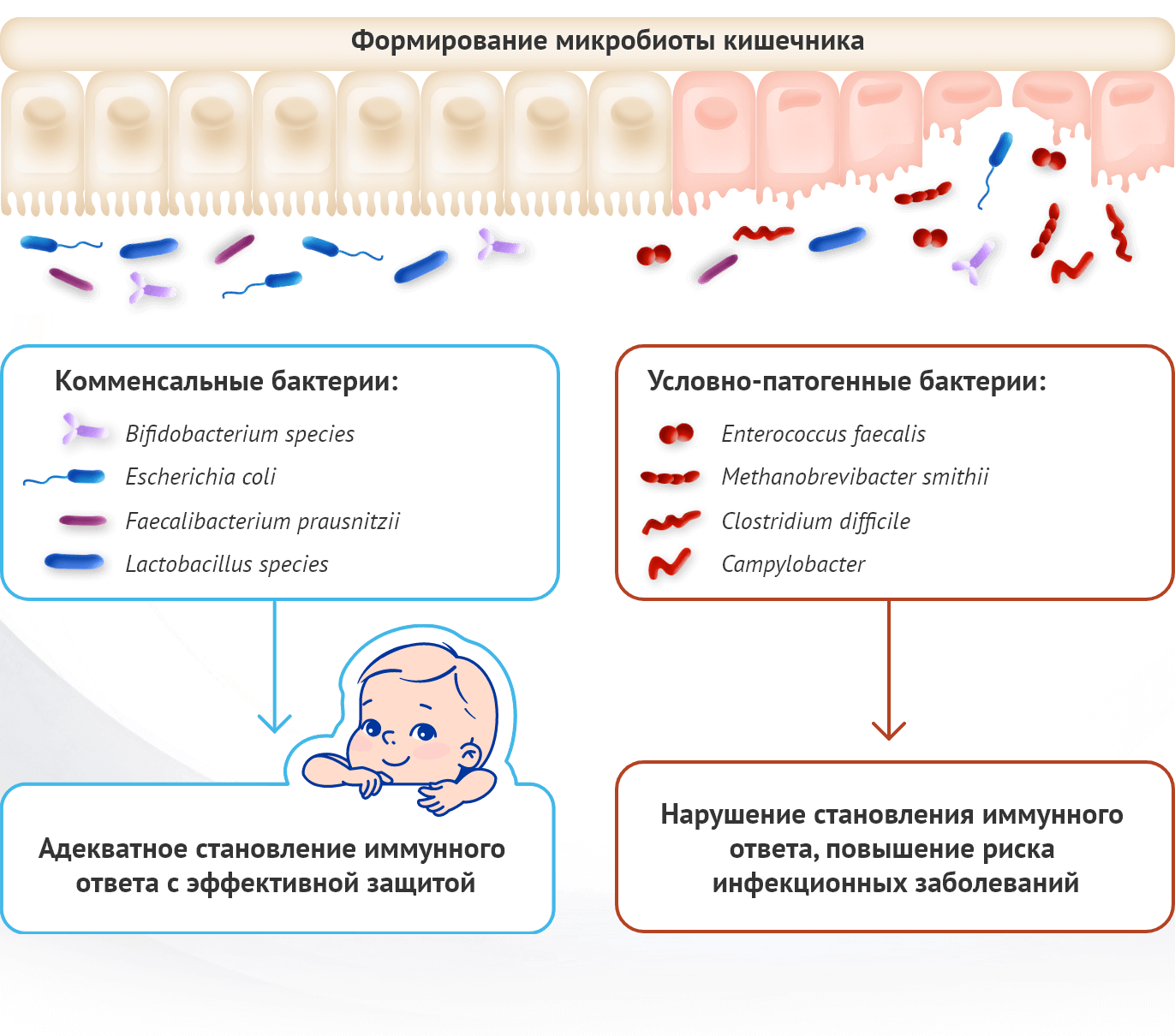 Возможное влияние микробиоты кишечника на состояние здоровья детей