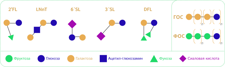 Олигосахариды грудного молока