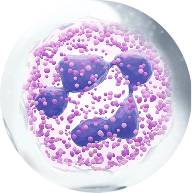 нейтрофилы