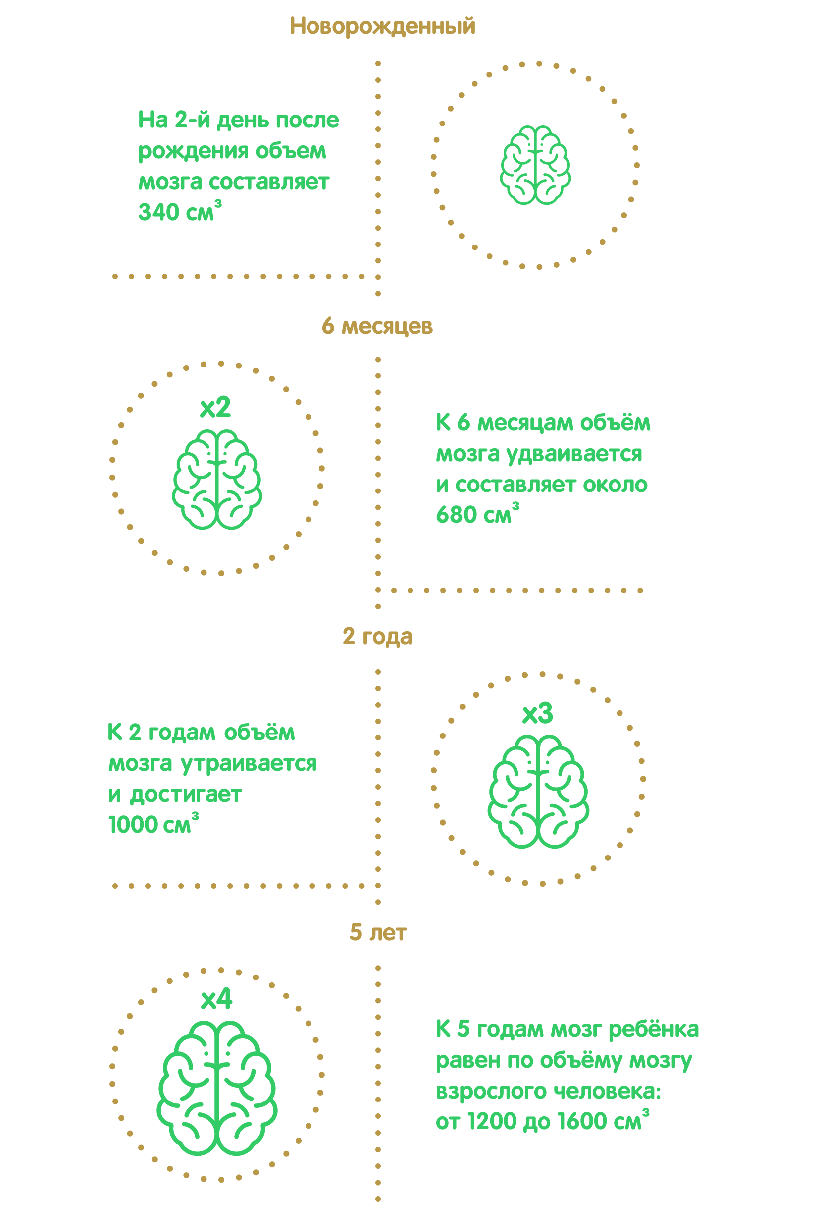 как растёт мозг