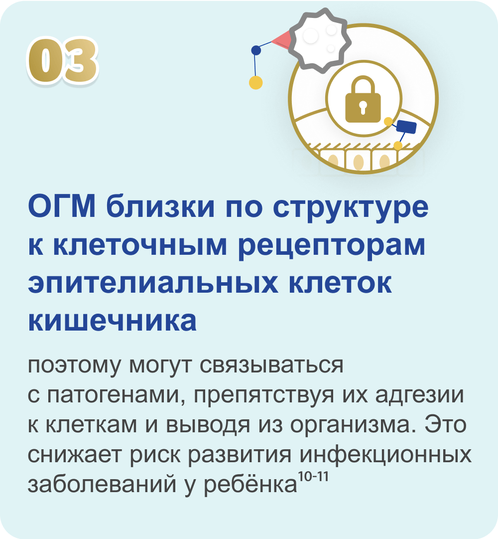 ОГМ близки по структуре к клеточным рецепторам эпителиальных клеток кишечника