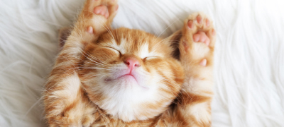 Тест на аллергию